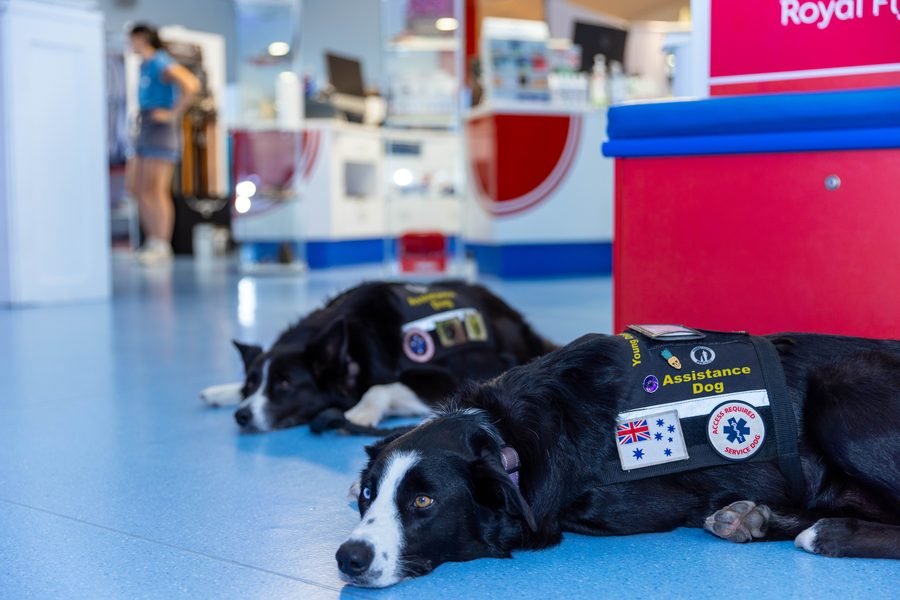 Assistance dog in a service vest resting on the hangar floor